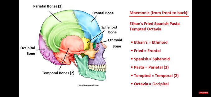 Skull Bones Mnemonic (Cranial and Facial Bones)