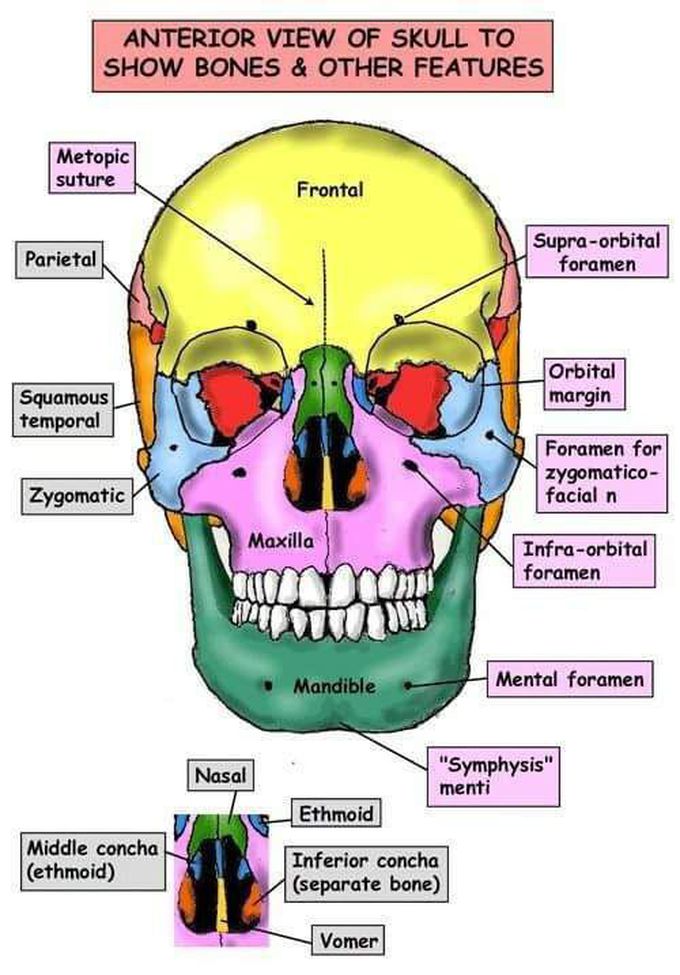 The Skull Bones - Orbital View