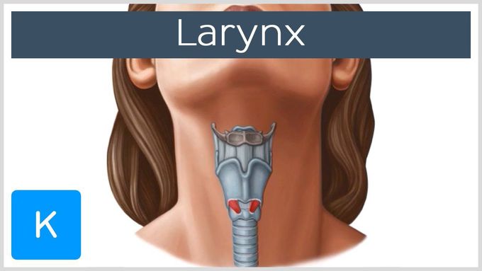 Larynx - Membranes, ligaments and muscles