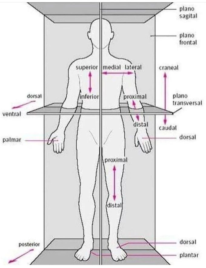 Anatomic Planes