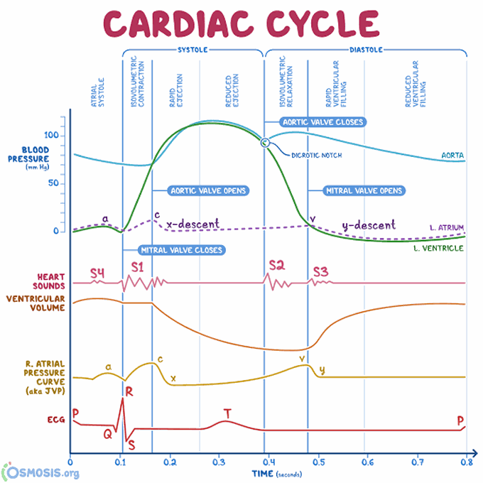 Cardiac Cycle