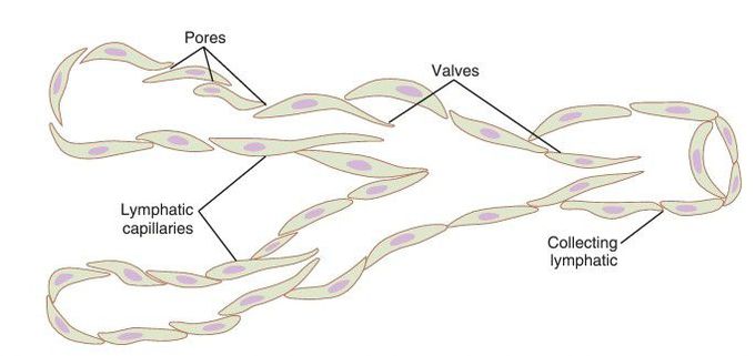 Lymphatic capillaries