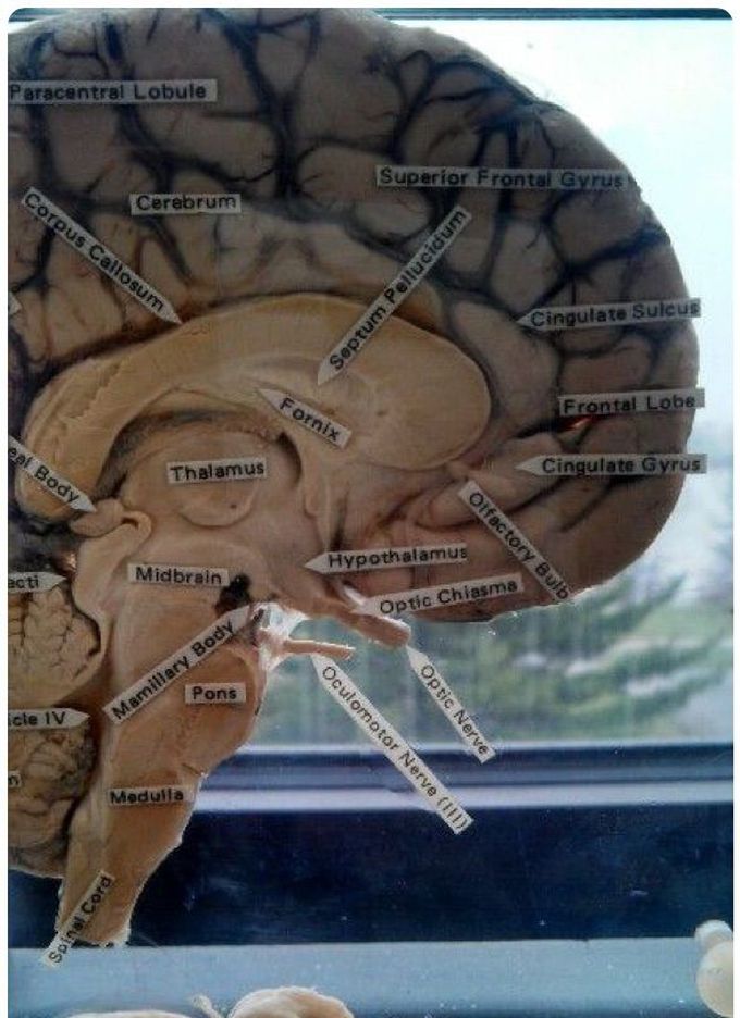 Parts of brain