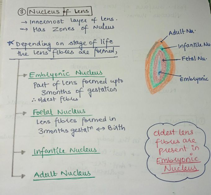 Nucleus of Lens