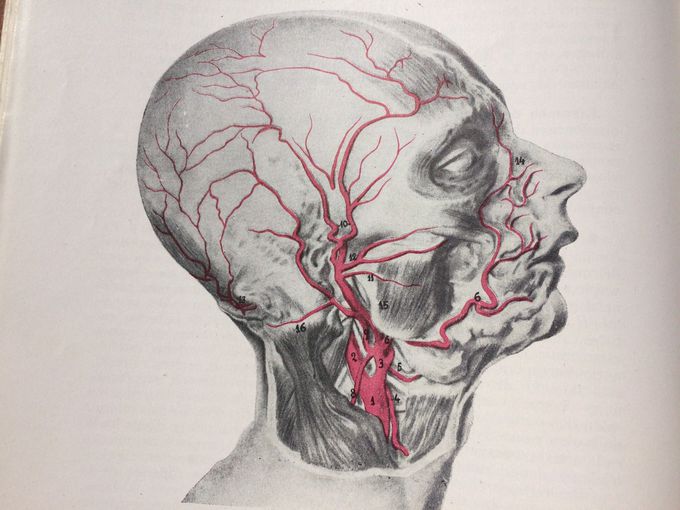 Naming Facial Arteries