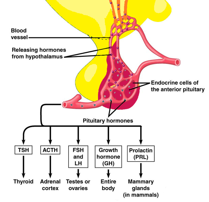 Hormones of anterior pituitary gland