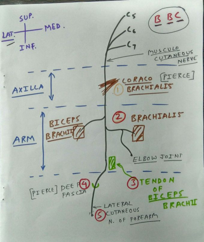 How to draw Musculocutaneous nerve