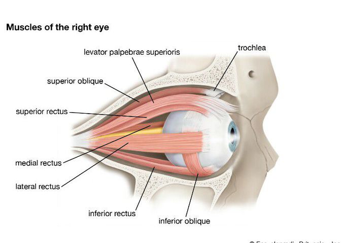 Muscles of Eye
