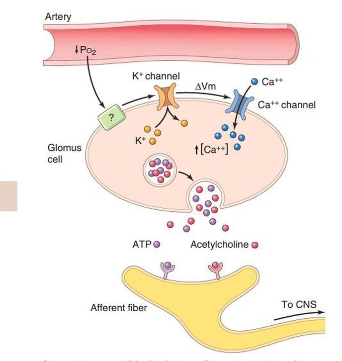 Carotid body glomus cell oxygen sensing.