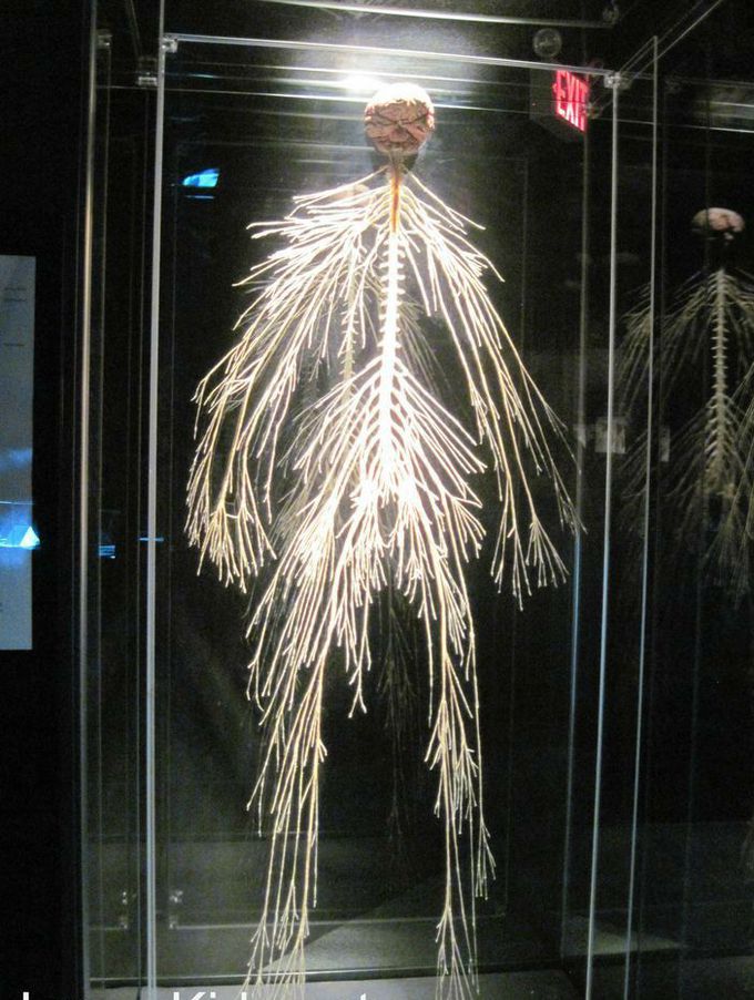 Nervous system