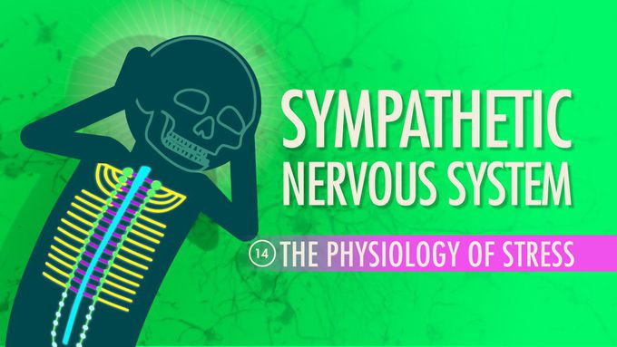 Sympathetic Nervous System: Overview
