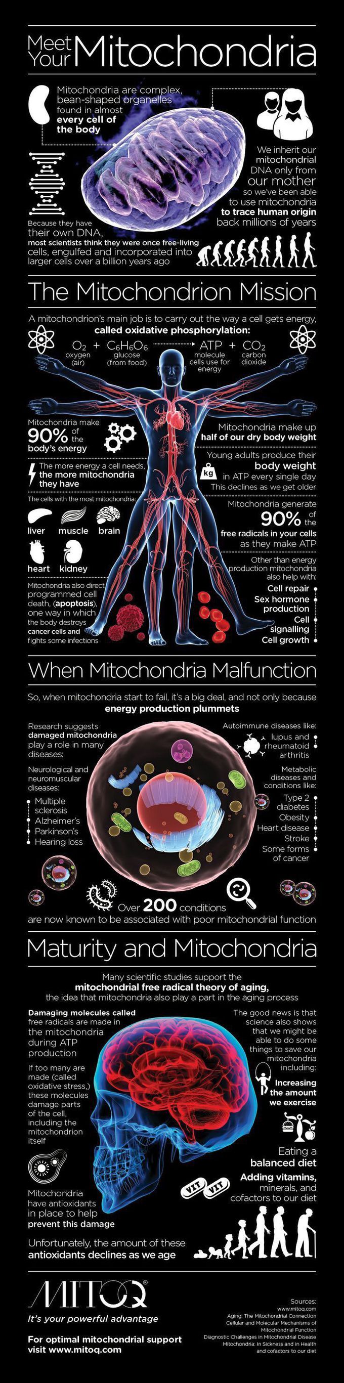 mitochondria