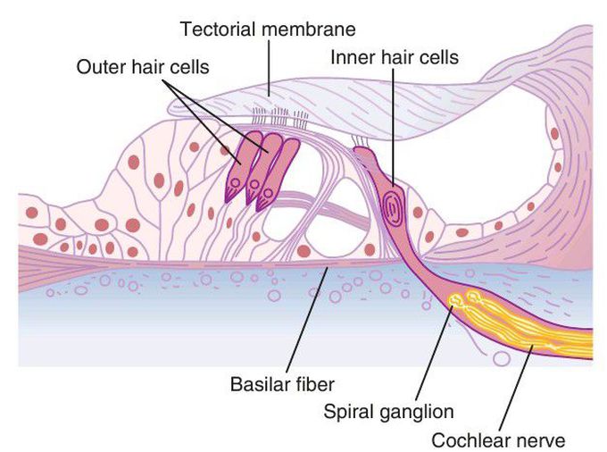 Organ of corti