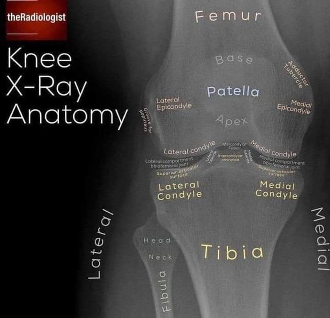 XRay_Anatomy