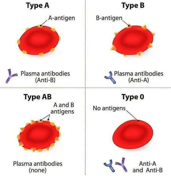 How Many Types Of Blood Group In Animals