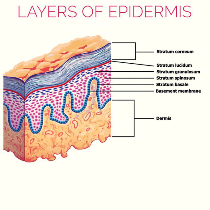 "Come Let's Get Sun Burn" C- corneum, L- lucidum, G- granulosum, S- spinosum B- basale