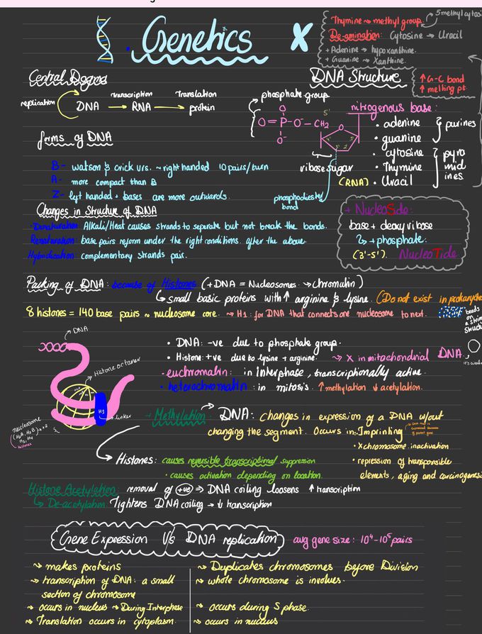 DNA structure