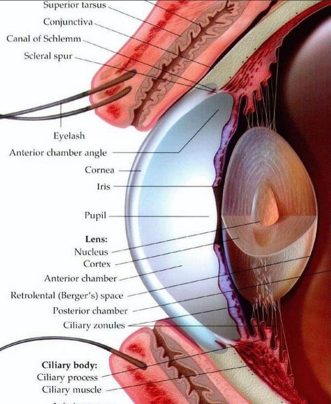 Anatomy of the eye