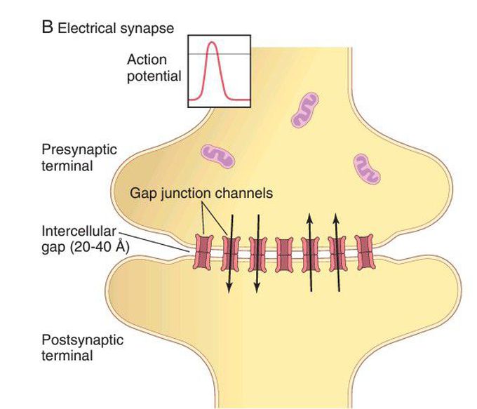 Synapse