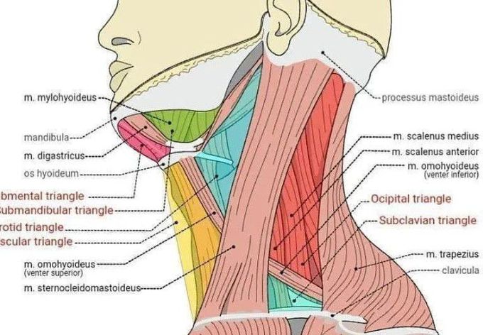 Triangles of Neck