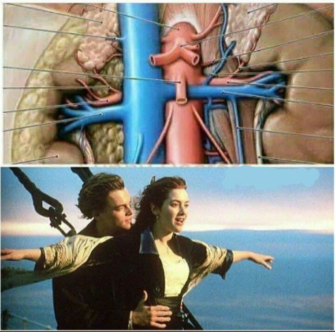 Anatomy vs Titanic 😉