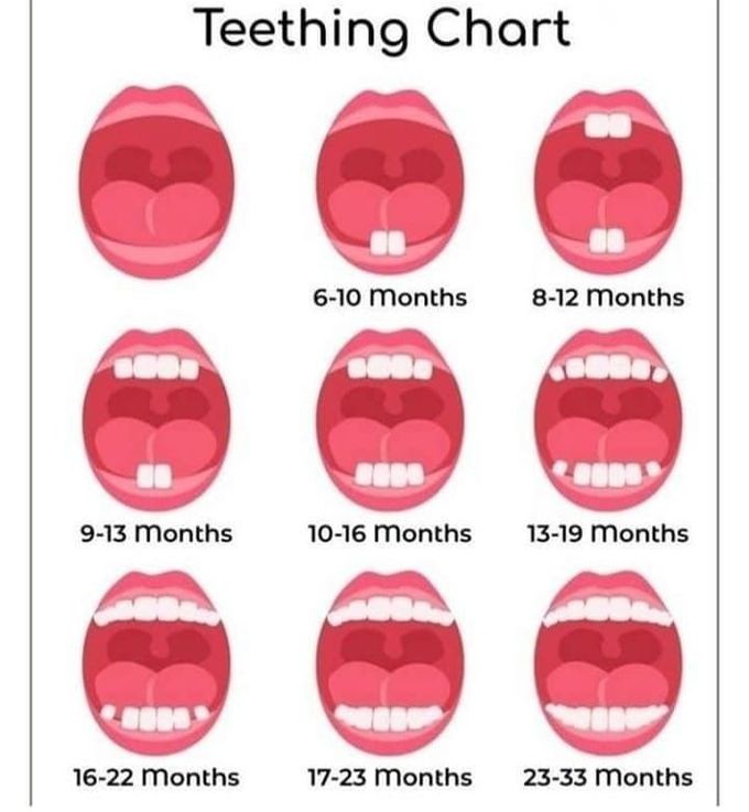 Teething chart