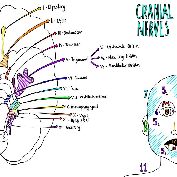 Cranial Nerves