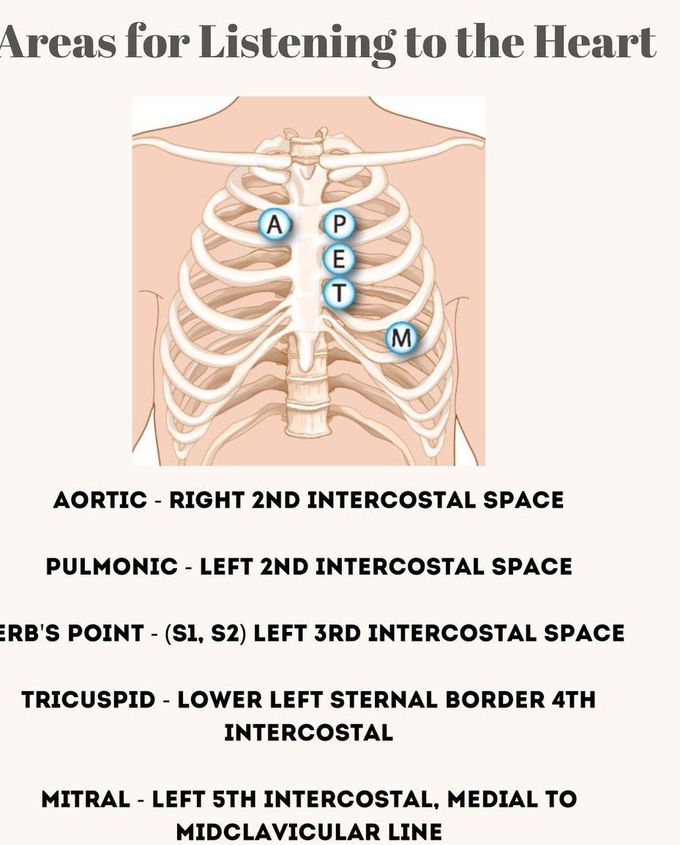 Areas of Auscultation