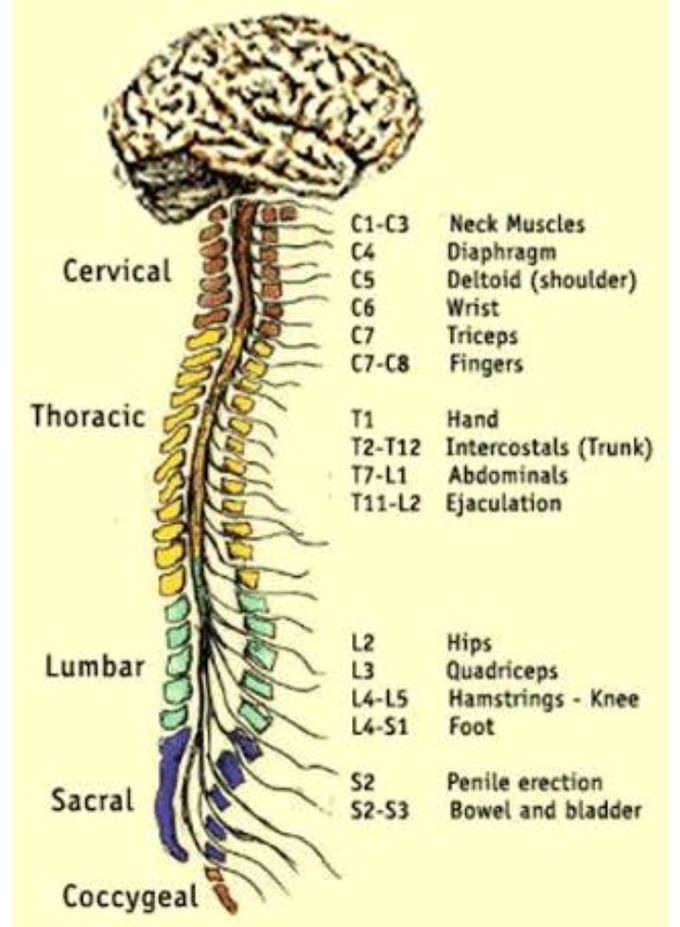 The spinal cord and muscle working together