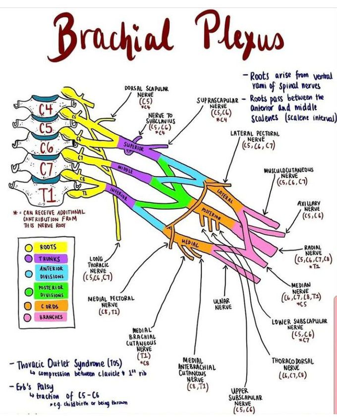 Roots Of The Brachial Plexus Comes From