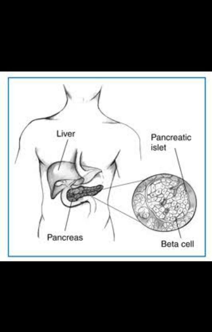 Pancreatic islets.