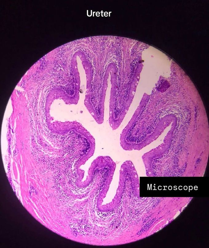 Ureter Histology