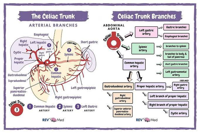 The Celiac Trunk Branches