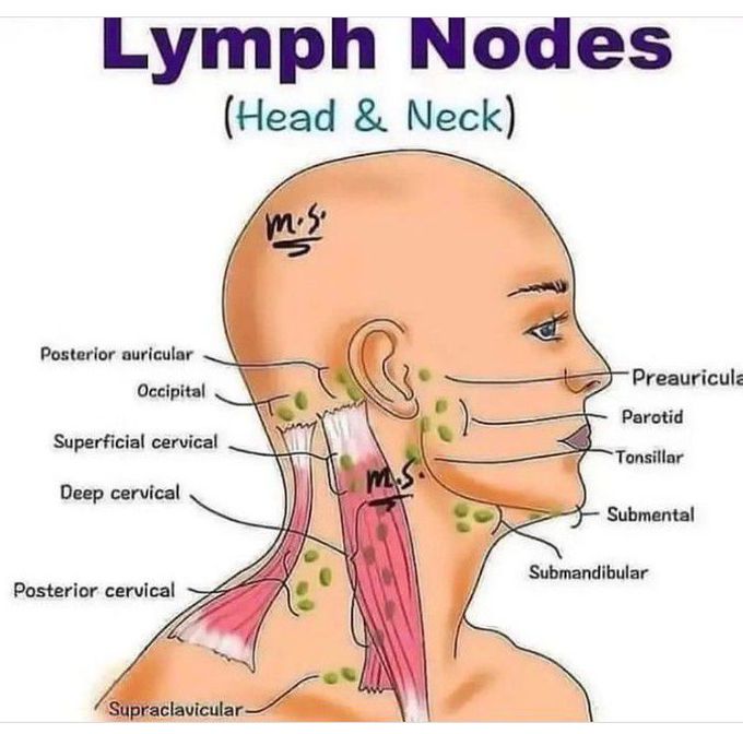 Lymph Nodes