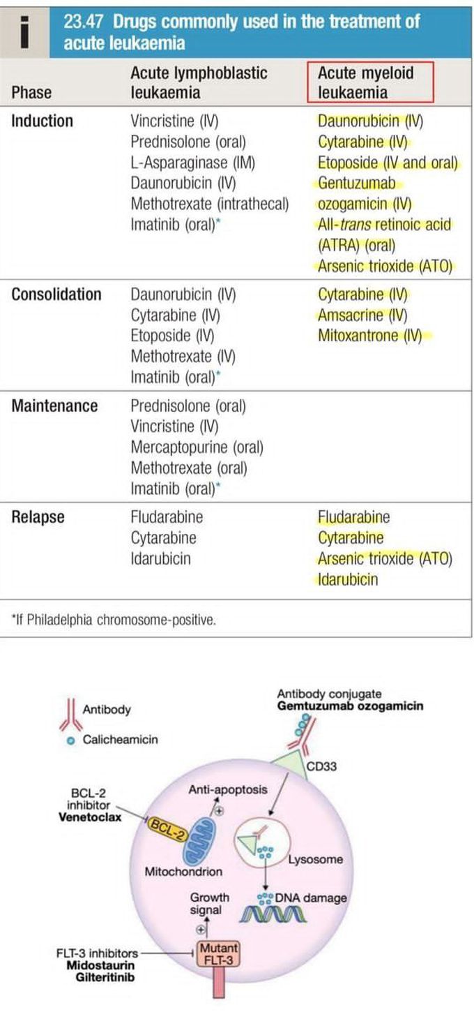 Acute Myeloid Leukemia VIII