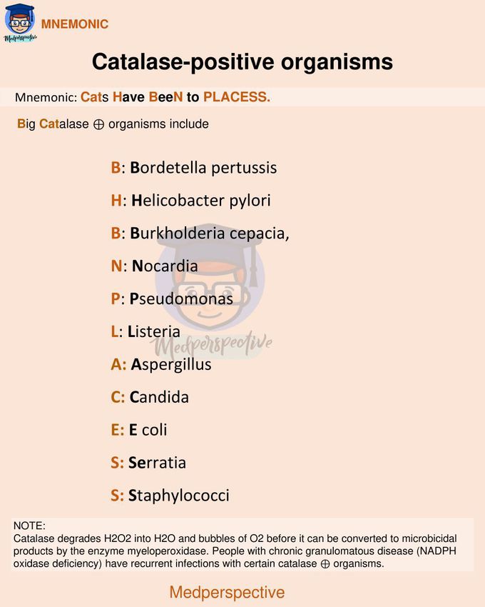 Catalase positive organism