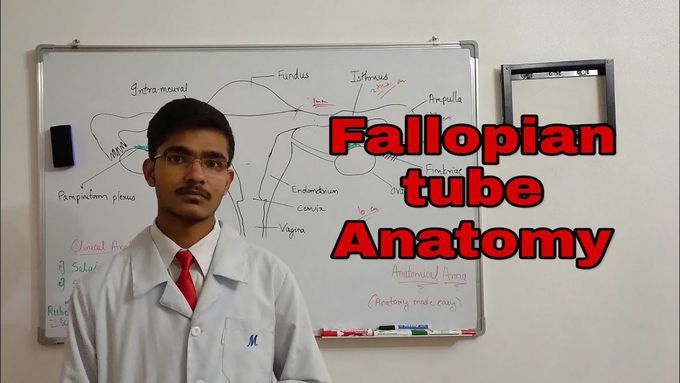 Anatomy of Fallopian tube