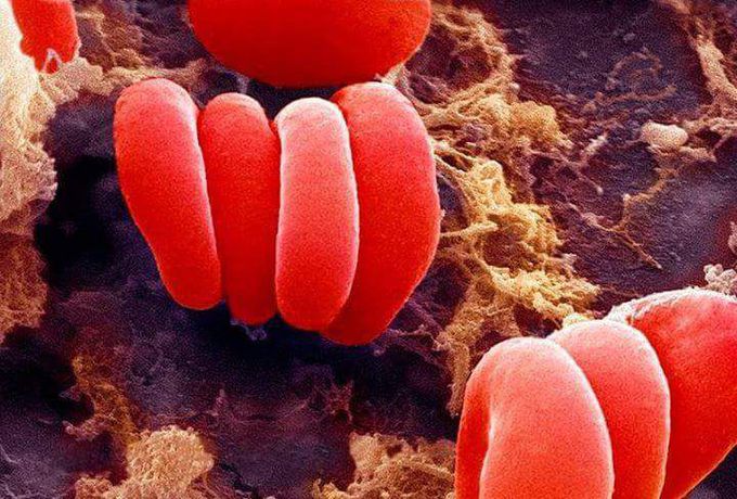 Cuddling erythrocytes.