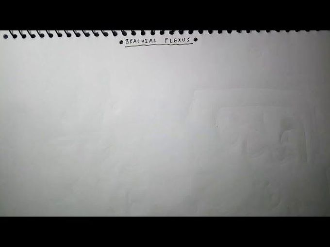 Brachial plexus (how draw ) PART - 1/4