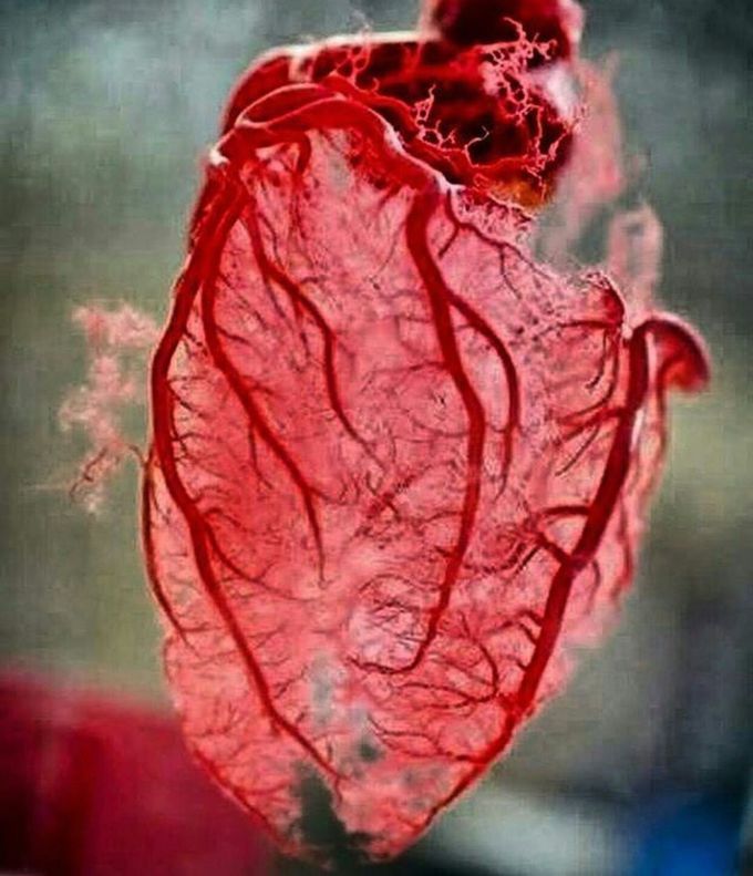 Arterial network of the heart.