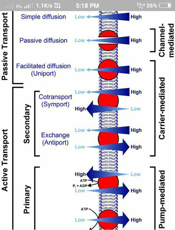 Different types of movment across the cell membrane..
