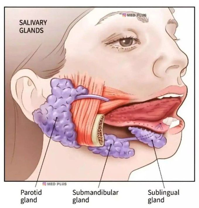 Salivary Glands