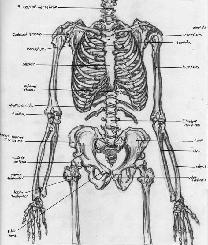 skeletal system