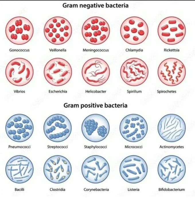 Gram Positive and Negative Bacteria