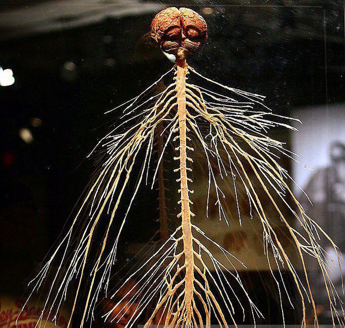 Тело без мозга. Хэрриет Коул нервная система. Мозг и нервная система человека. Нервная система человека без тела. Мозг с нервными окончаниями.