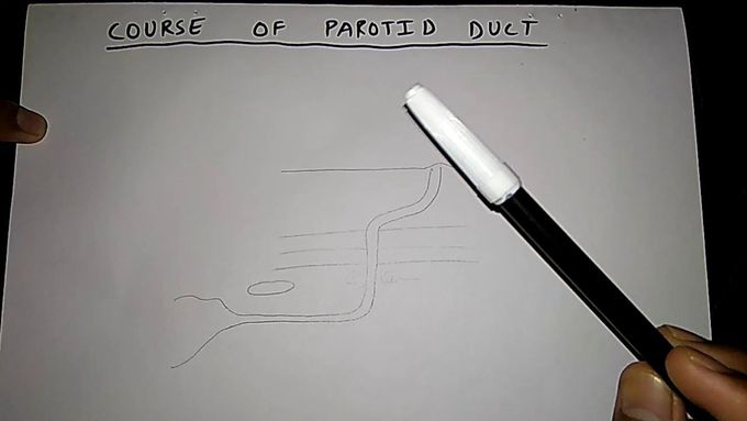 Course of parotid duct