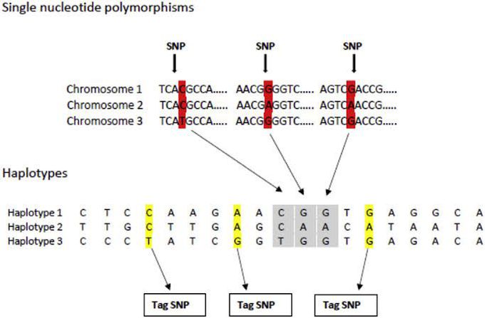 Haplotypes