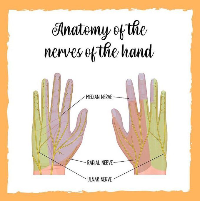 Nerve supply of the hands