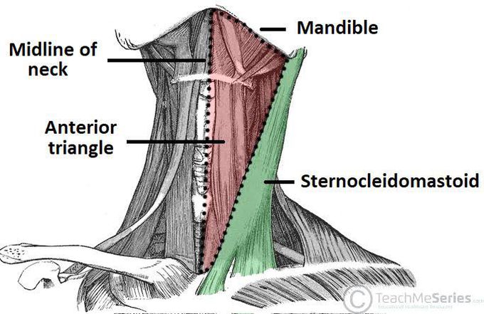 Anterior triangle of neck