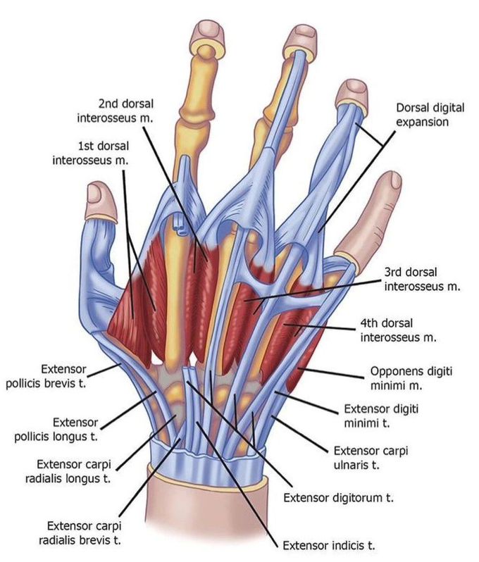 Hand Anatomy